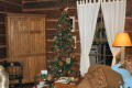 Beautiful Christmas Trees everywhere