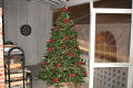 Beautiful Christmas Trees everywhere