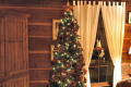 Beautiful Christmas Trees everywhere