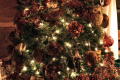 Beautiful Christmas Trees everywhere