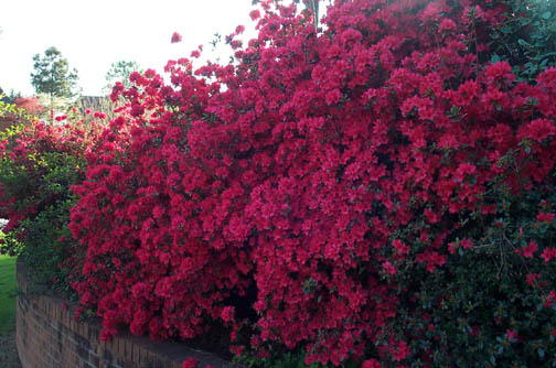Robin Pennock's 2002 Atlanta Garden Tour
