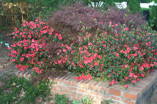 Robin Pennock's 2002 Atlanta Garden Tour
