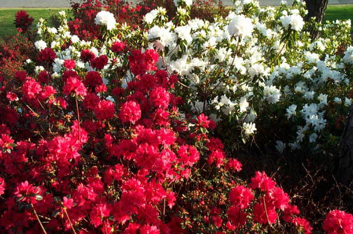 Robin Pennock's 2002 Atlanta Garden Tour