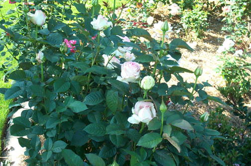 Robin Pennock's 2002 Atlanta Garden Tour