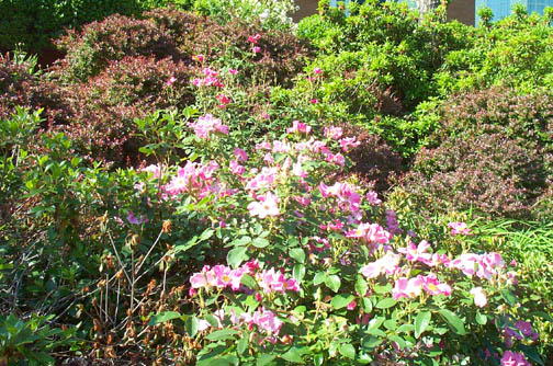 Robin Pennock's 2002 Atlanta Garden Tour
