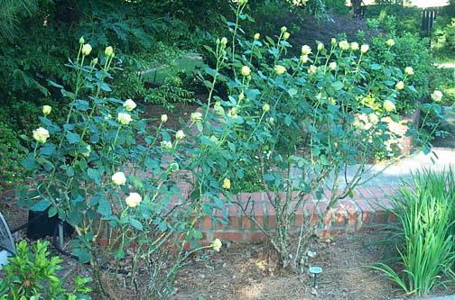 Robin Pennock's 2002 Atlanta Garden Tour