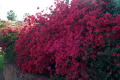 Robin Pennock's 2002 Atlanta Garden Tour