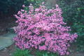 Robin Pennock's 2002 Atlanta Garden Tour