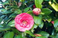 Robin Pennock's 2002 Atlanta Garden Tour