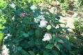 Robin Pennock's 2002 Atlanta Garden Tour