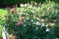 Robin Pennock's 2002 Atlanta Garden Tour