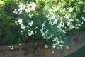 Robin Pennock's 2002 Atlanta Garden Tour
