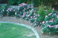 Robin Pennock's 2002 Atlanta Garden Tour