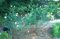 Robin Pennock's 2002 Atlanta Garden Tour