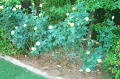 Robin Pennock's 2002 Atlanta Garden Tour