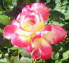 Robin Pennock's 2002 Atlanta Garden Tour