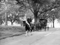 OCShorse01x